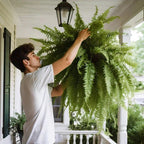 Chandni UV Resistant Artificial Boston Fern – Lifelike Outdoor & Indoor Hanging Plant