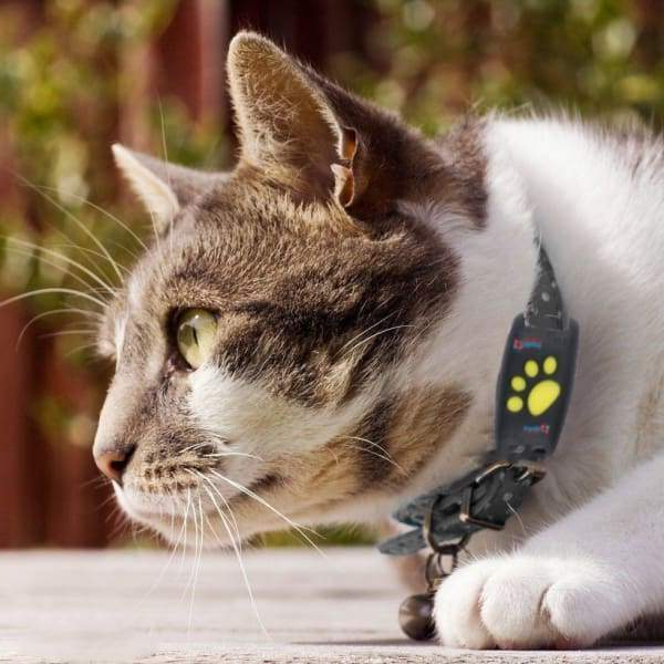 Chandni 🐾 Dog GPS Tracker Locator Device – Real-Time Pet Tracking with No Monthly Fees